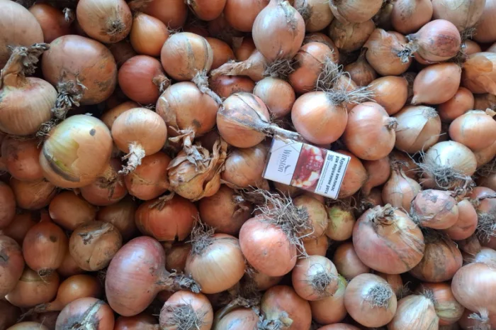 Продаю Моркву Болівар- фото № 7