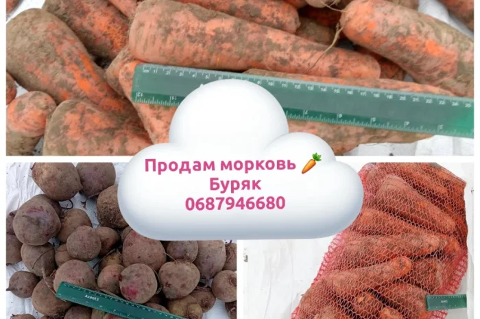 Продаю моркву оптом- фото № 1