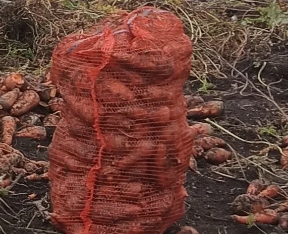 Органічна морква на продаж- фото № 1