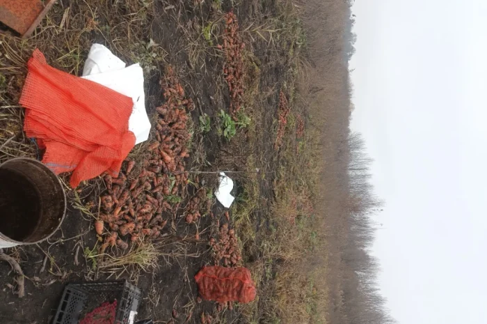 Органічна морква на продаж- фото № 2