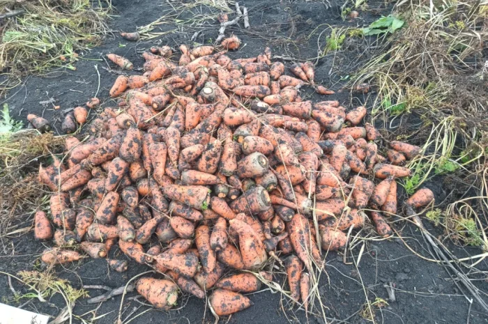 Органічна морква на продаж- фото № 3