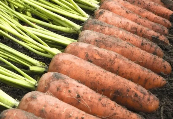 Продажа моркови сорта Оло Россо и Кантон- фото № 1