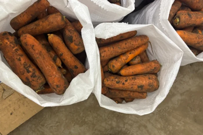 Продаж моркви сорту Кордоба та Каскад- фото № 3