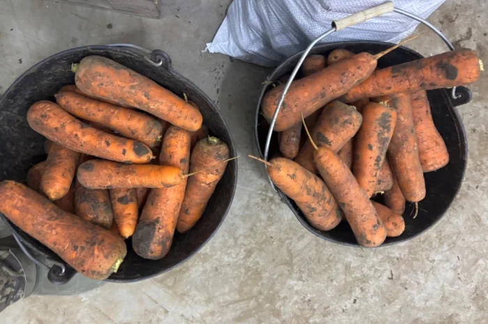 Продаж моркви сорту Кордоба та Каскад- фото № 4