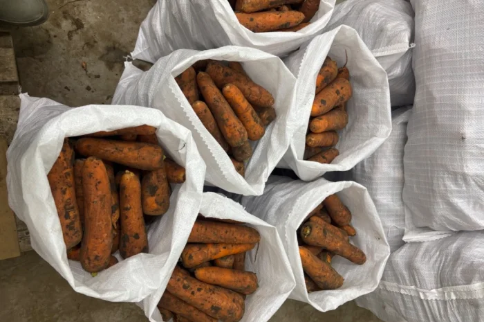 Продаж моркви сорту Кордоба та Каскад- фото № 5