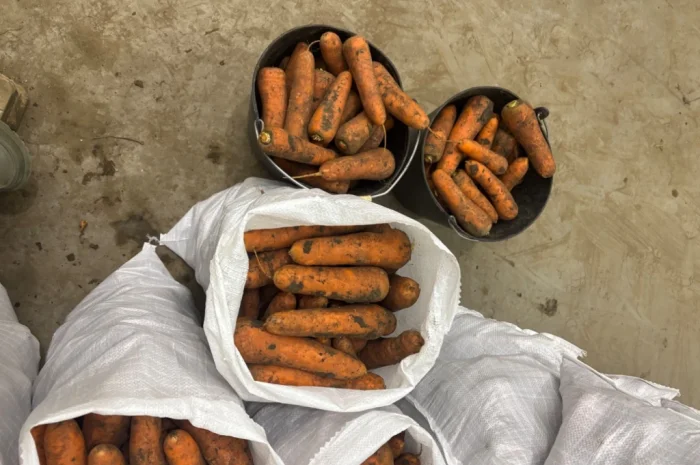 Продаж моркви сорту Кордоба та Каскад- фото № 6