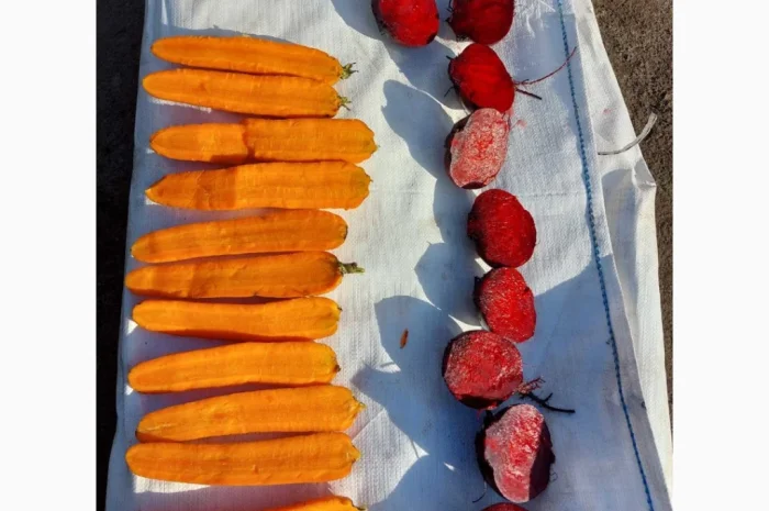 Качественная морковь от 24 тонн от фермера- фото № 2