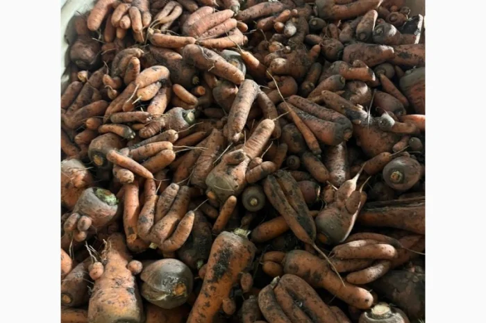 Продаю морковь 1 сорт на переработку- фото № 1