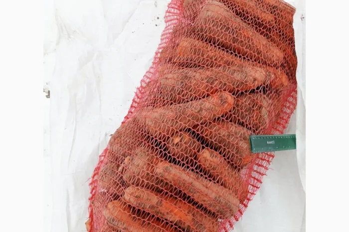 Якісна морква 1 сорт на продаж- фото № 1