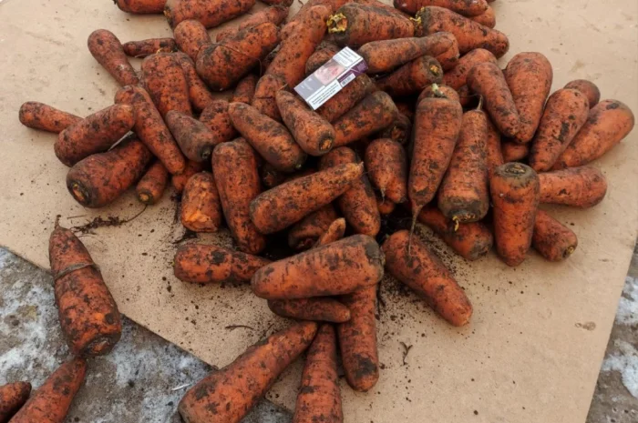 Велика морква 1-го сорту на продаж- фото № 2