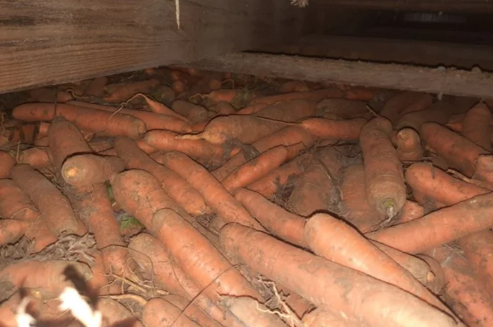 Продажа моркови из Польши- фото № 1