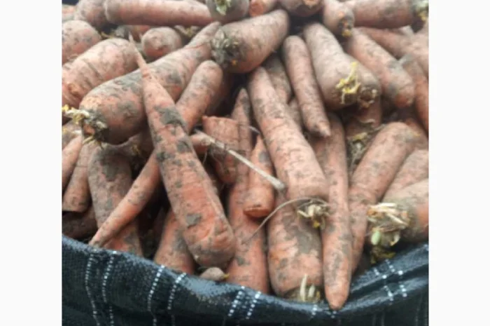 Продажа моркови из Польши- фото № 2