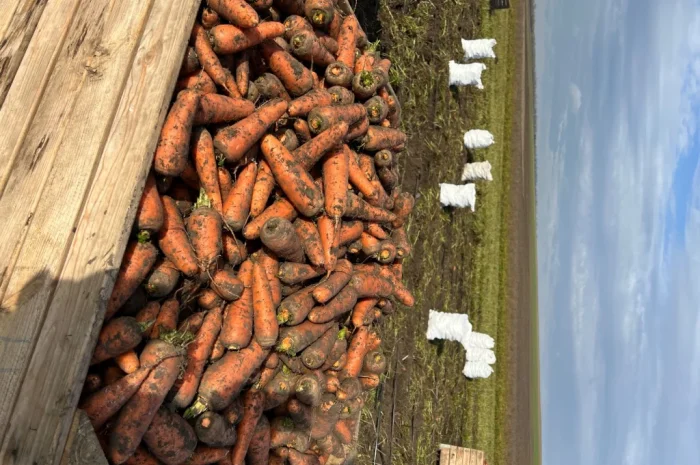 Продаж моркви некондиції- фото № 2