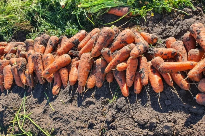 Продаю моркву, гібрид Каскад- фото № 1