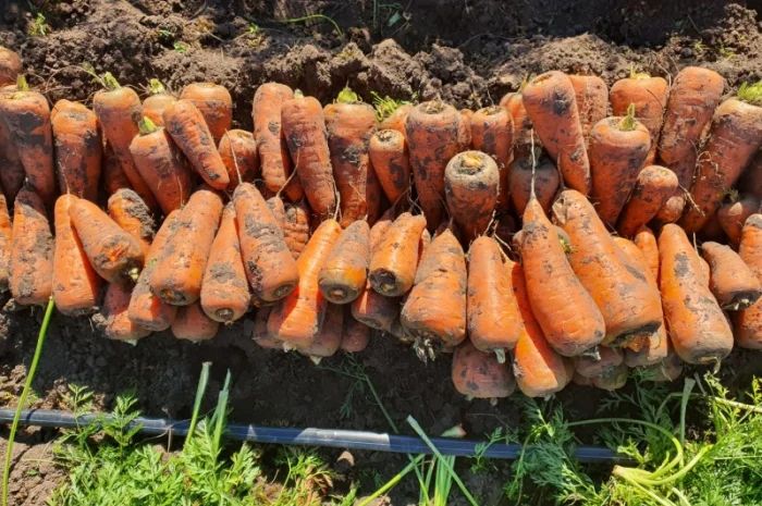 Продаю моркву, гібрид Каскад- фото № 2