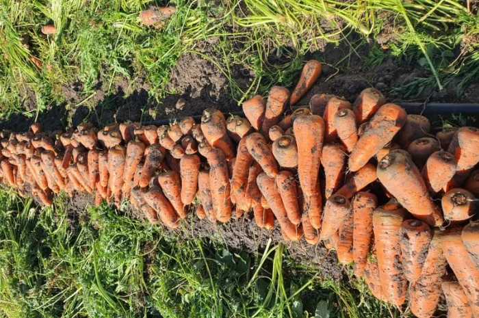 Продаю моркву, гібрид Каскад- фото № 3