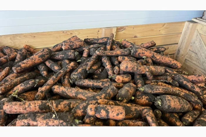 Морква 2 сорт для переробки- фото № 1