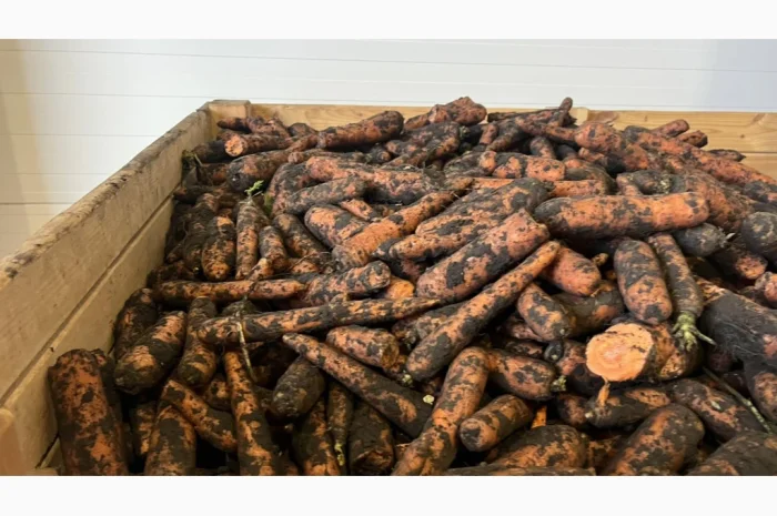 Морква 2 сорт для переробки- фото № 2