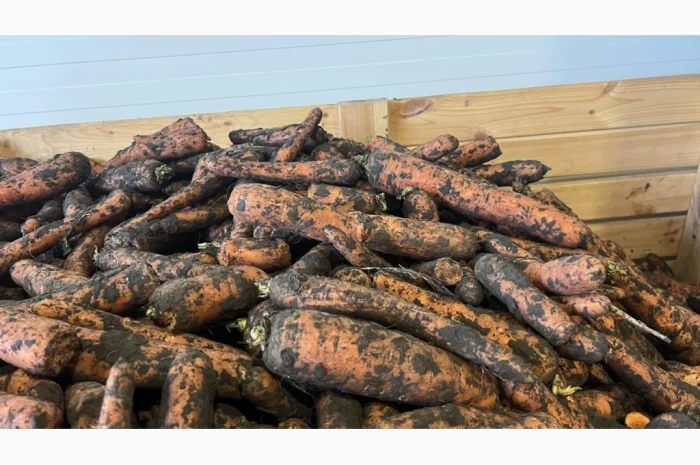 Морква 2 сорт для переробки- фото № 3