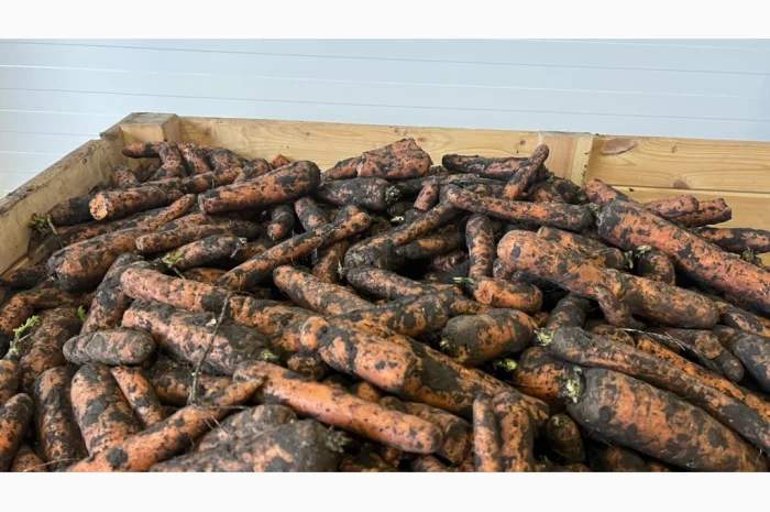 Морква 2 сорт для переробки- фото № 4