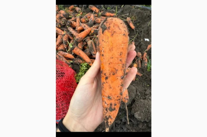 Куплю моркву першого гатунку- фото № 2