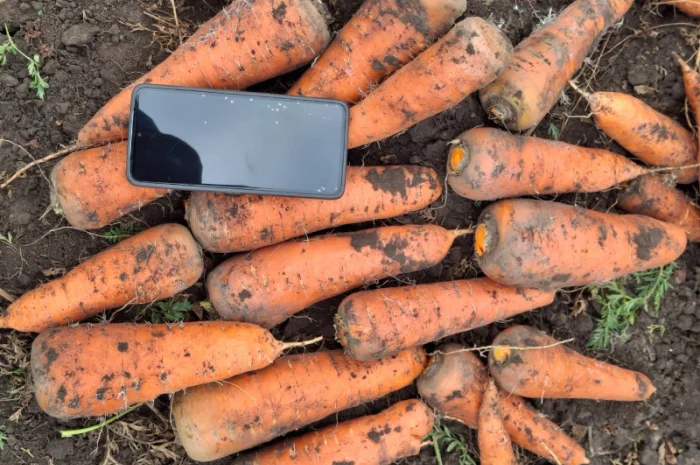 Гибрид каскад 5 гр для продажу- фото № 1