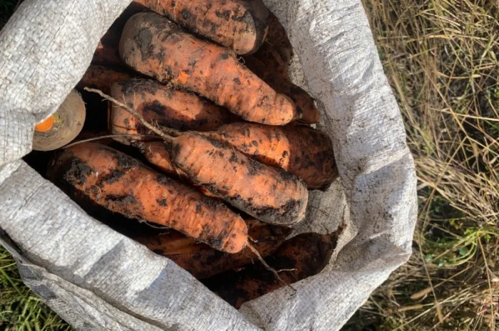 Продаю моркву каскад оптом- фото № 1
