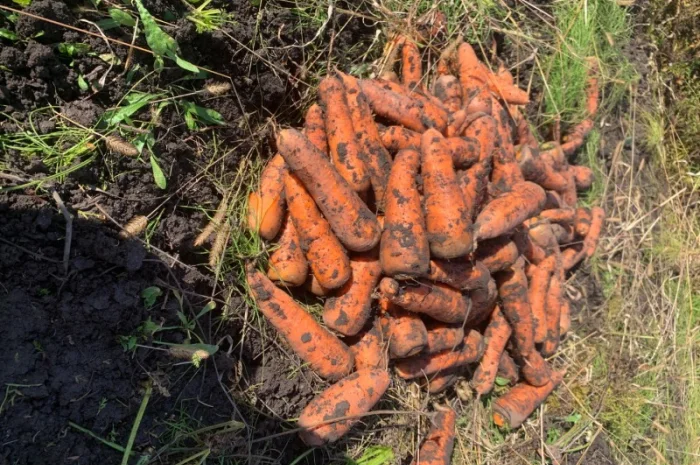 Продаю моркву каскад оптом- фото № 2