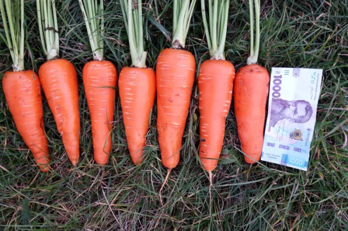 Продаю моркву сорт Акат і Болівар в мішках по 20 кг- фото № 1