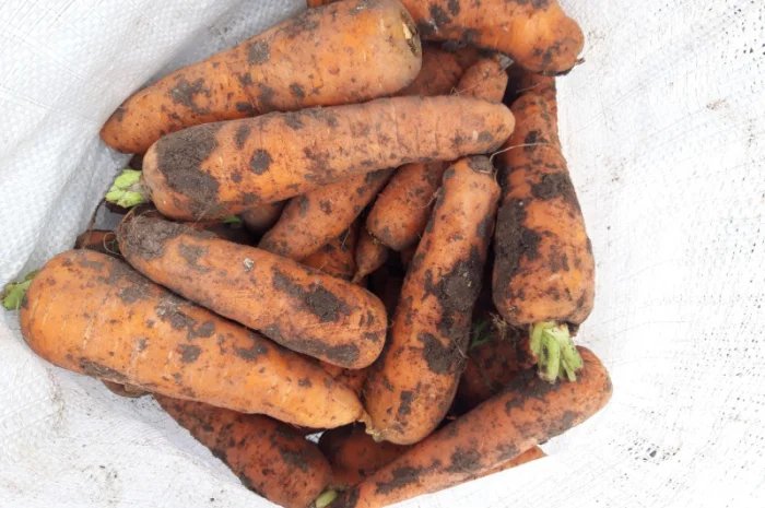 Продаю моркву сорт Акат і Болівар в мішках по 20 кг- фото № 2