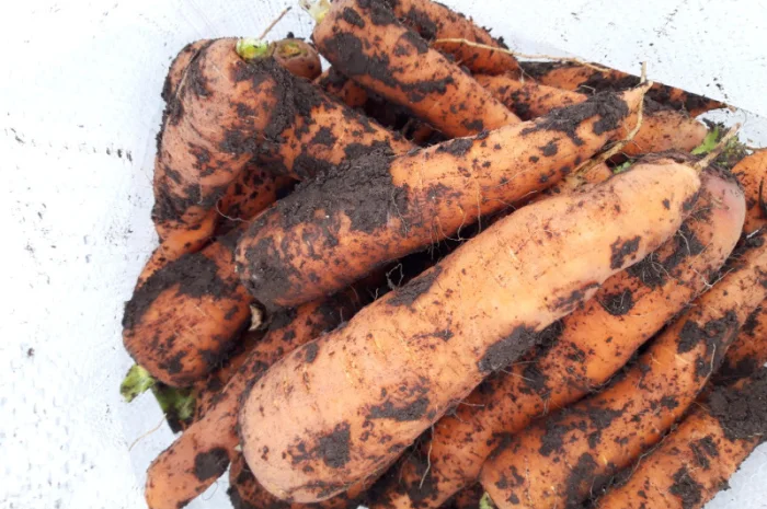 Продаю моркву сорт Акат і Болівар в мішках по 20 кг- фото № 3