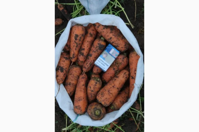 Продаю морковь высокого качества- фото № 1