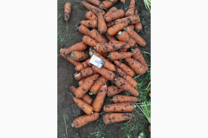 Продаю морковь высокого качества- фото № 2