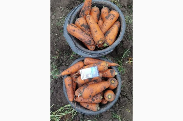 Продаю морковь высокого качества- фото № 3