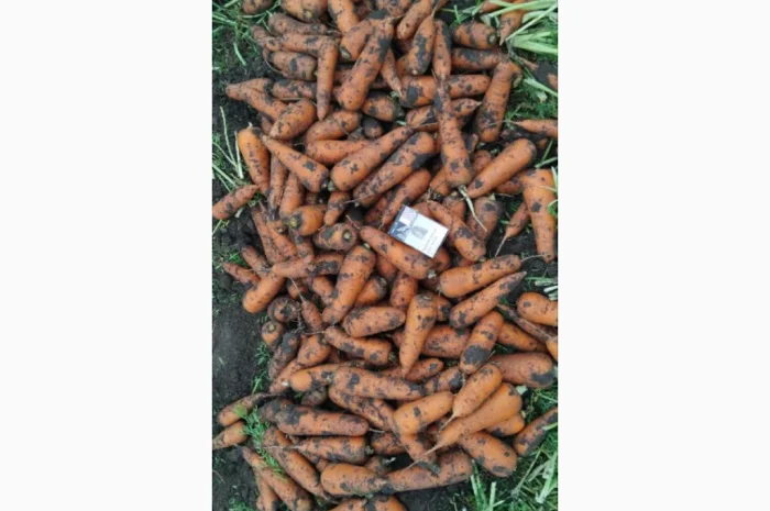 Продаю морковь высокого качества- фото № 4