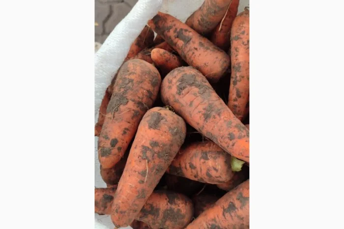 Куплю моркву. Солодка та соковита.- фото № 1