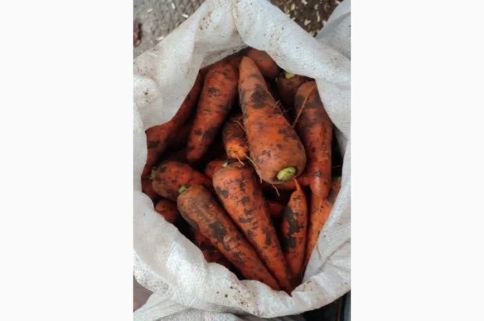 Куплю моркву. Солодка та соковита.- фото № 2