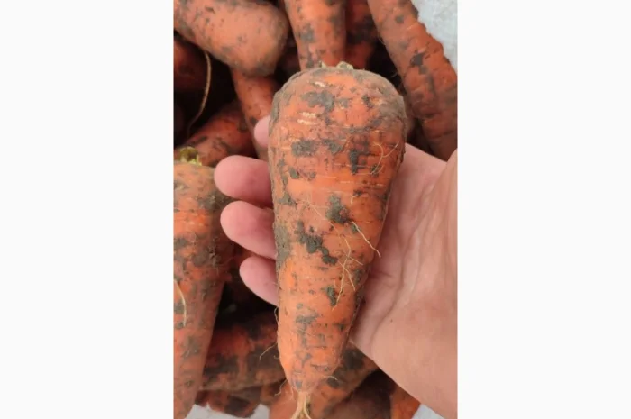 Куплю моркву. Солодка та соковита.- фото № 3