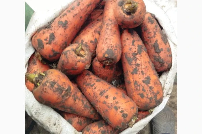 Продажа моркови Абразо в белых мешках- фото № 1