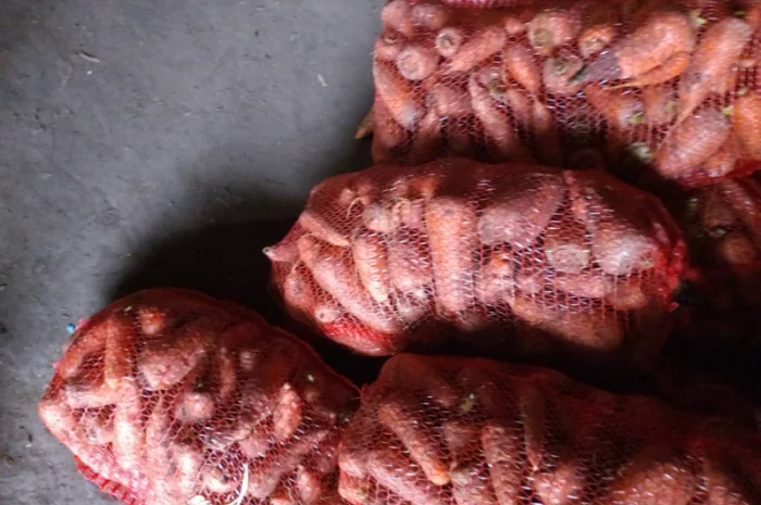 Куплю морковь в Нежине- фото № 1