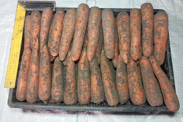 Морква 1 сорту оптом- фото № 1