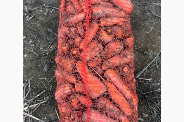 Морква столова від виробника- фото № 1