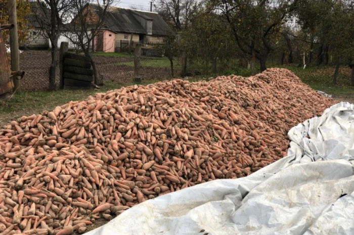 Морква столова від виробника- фото № 2