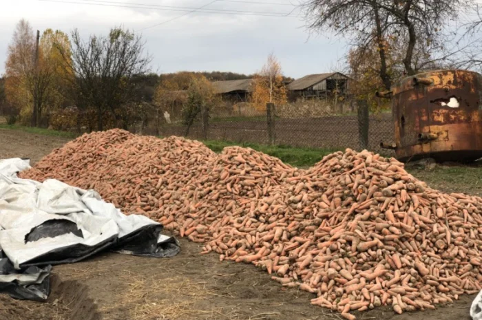 Морква столова від виробника- фото № 3