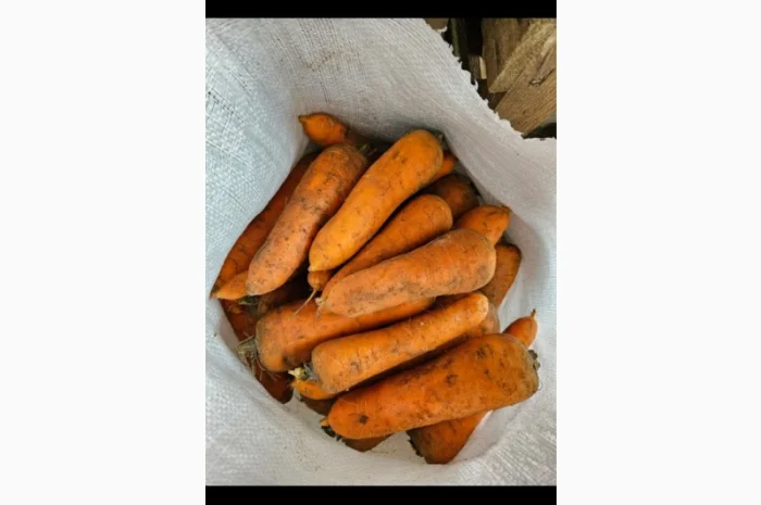 Продаю морковь- фото № 1