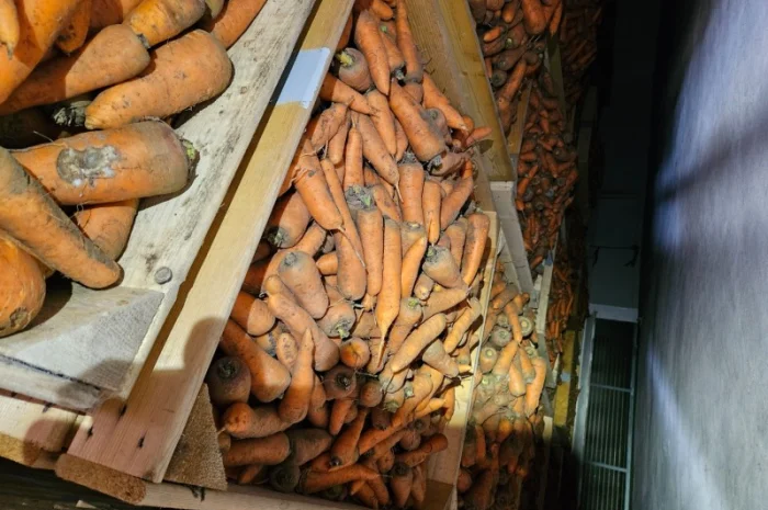 Продаю морковь- фото № 2