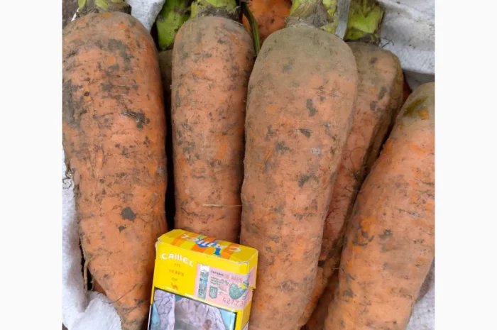 Куплю морковь крупную для салатов- фото № 1