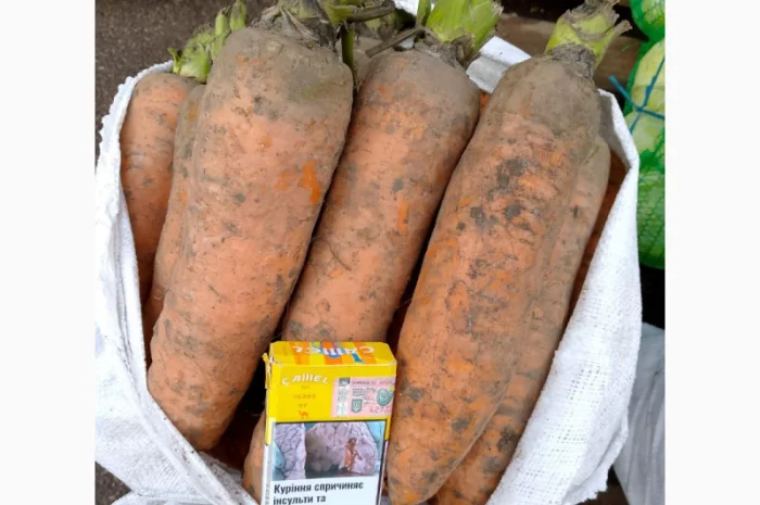 Куплю морковь крупную для салатов- фото № 2