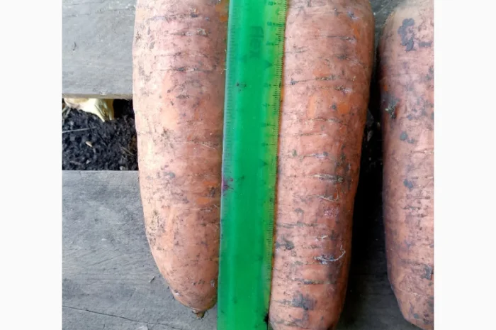 Куплю морковь крупную для салатов- фото № 4