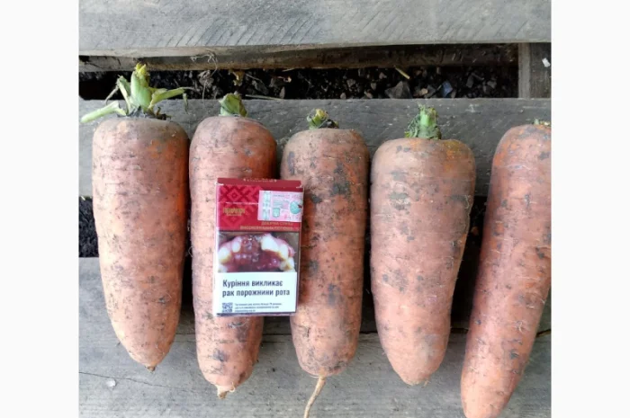 Куплю морковь крупную для салатов- фото № 5